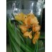 Орхидея Ванда желтого цвета 70см.
